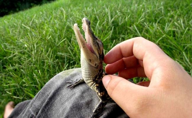 14 zwierzęcych maluchów, w których można się zakochać - zdjęcie numer 7 jest genialne!