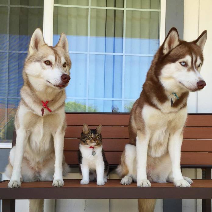 Psy husky zaopiekowały się porzuconym kotkiem, który... myśli, że jest wielkim psem! [UROCZA GALERIA]